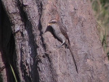 Yellow-billed shrike.jpg