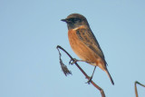 041009 Common Stonechat 1.jpg