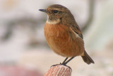 041013 Common Stonechat 3.jpg