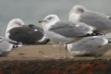 041014 Caspian Gull Dne 0.jpg