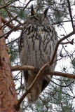 Berguv - Eagle Owl (Bubo bubo)