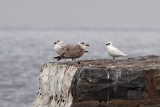 Ismås - Ivory Gull (Pagophila eburnea)