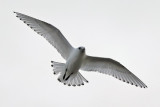 Ismås - Ivory Gull (Pagophila eburnea)