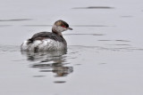 Svarthakedopping - Slavonian Grebe (Podiceps auritus)