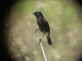 060309 b Pied Bushchat Baliwag-Hamut.JPG