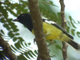 060316 h Palawan tit Sabang.JPG