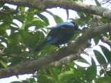 060316 nn Asian fairy-bluebird Sabang.JPG