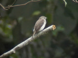 060325 a Grey-spotted flycatcher Mt Kitanglad.JPG