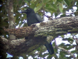 060329 nnnn Large-billed crow Picop.JPG