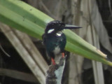 060329 q Silvery kingfisher Picop.JPG
