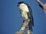 060330 b Philippine falconet Picop.JPG