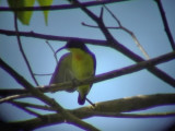 060330 h Metallic-winged sunbird Picop.JPG