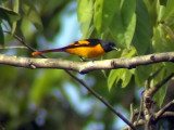 060330 x Scarlet minivet Picop.JPG