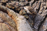 Trdgrdstrdkrypare - Short-toed Treecreeper (Certhia brachydactyla)