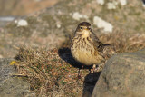Hedpiplärka - Buff-bellied Pipit (Anthus rubescens)