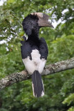 Black-and-white-casqued Hornbill - (Bycanistes subcylindricus)