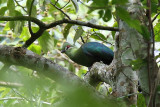 Black-billed Turaco - (Tauraco scuetti)