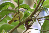 Grey-headed sunbird - (Deleornis axillaris)