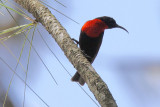 Scarlet-chested sunbird - (Chalcomitra senegalensis)
