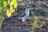 Great spotted cuckoo - (Clamator glandarius)