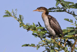 Long-tailed cormorant - (Phalacrocorax africanus)