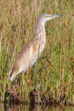 Squacco heron - (Ardeola ralloides)