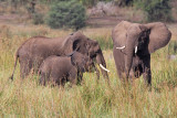 African bush elephant - (Loxodonta africana)