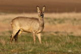 Rdjur - Roe deer (Capreolus capreolus)