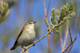 Lövsångare - Willow Warbler (Phylloscopus trochilus)