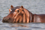 Common Hippopotamus - (Hippopotamus amphibius)