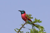 Northern carmine bee-eater - (Merops nubicus)