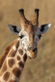Giraffe - (Giraffa camelopardalis)