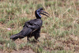 Abyssinian ground-hornbill - (Bucorvus abyssinicus)