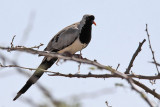 Namaqua dove - (Oena capensis)