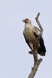 Palm-nut vulture - (Gypohierax angolensis)