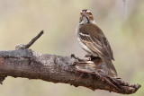 Chestnut-crowned sparrow-weaver - (Plocepasser superciliosus)