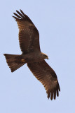 Black kite - (Milvus migrans)