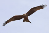 Black kite/Yellow-billed kite - (Milvus migrans parasiticus/aegyptius)