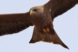 Black kite/Yellow-billed kite - (Milvus migrans parasiticus/aegyptius)