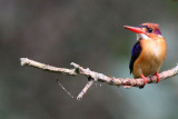 African Dwarf Kingfisher - (Ceyx lecontei)