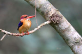 African dwarf kingfisher - (Ispidina lecontei)