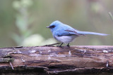 African blue-flycatcher - (Elminia longicauda)