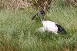 Sacred ibis - (Threskiornis aethiopicus)