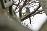 Black dwarf hornbill - (Tockus hartlaubi)
