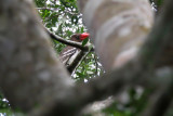 Red-billed dwarf hornbill - (Tockus camurus)