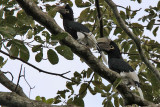 White-tighed hornbill - (Bycanistes cylindricus)