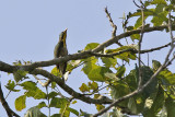 Yellow-throated cuckoo - (Chrysococcyx flavigularis)