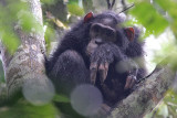 Chimpanzee - (Pan troglodytes schweinfurthi)
