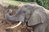 African bush elephant - (Loxodonta africana africana)