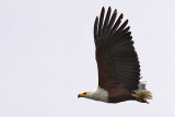 African fish eagle - (Haliaeetus vocifer)
